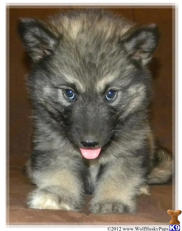 Puppies in NV